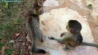 Играют два детёныша - смотреть видео (1:44)