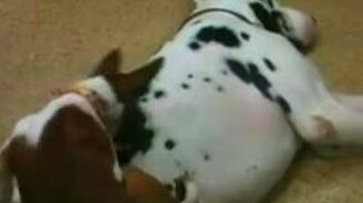 Неудобный мраморный диван - смотреть видео (0:48)