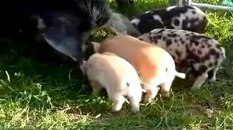 Свинский поступок - смотреть видео (0:17)