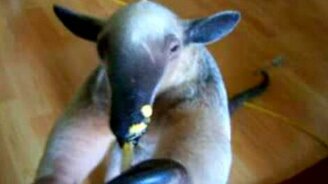 Домашний муравьед - смотреть видео (1:29)