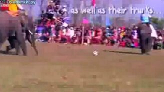 Футбол на слонах - смотреть видео (1:06)