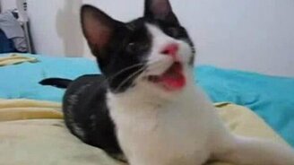 Запыхался котик - смотреть видео (1:08)