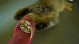 Ловушка для игривого кота - смотреть видео (1:13)