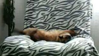 Тренировка во сне - смотреть видео (0:38)