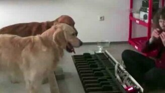 Собаки играют собачий вальс - смотреть видео (1:39)