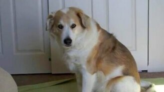 Осторожный пёс и маленькие котята - смотреть видео (1:03)