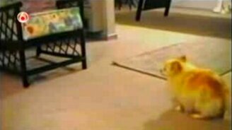 Смешные собаки - смотреть видео (9:50)