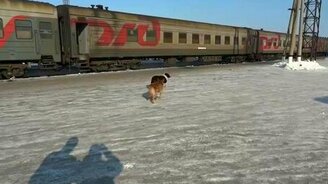 Отпугивает всех собак - смотреть видео (0:16)