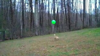 Собака играет в мяч сама с собой - смотреть видео (0:28)