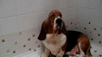 Пёс балдеет в душе - смотреть видео (1:12)