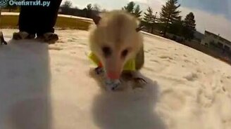 Опоссум на сноуборде - смотреть видео (0:43)