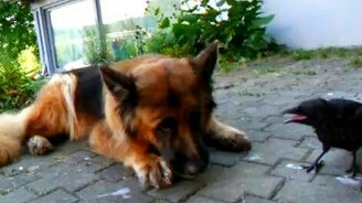 Умный игривый ворон - смотреть видео (1:44)