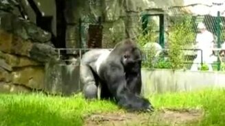 Недовольная горилла - смотреть видео (0:27)