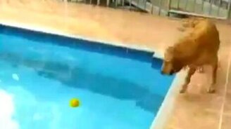 Ну как же его достать? - смотреть видео (0:53)