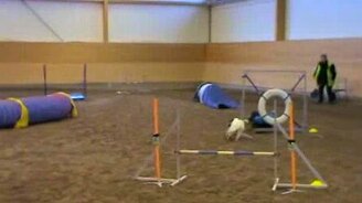 Собачка подрезала свою хозяйку - смотреть видео (0:16)