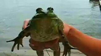 Лягушка-сирена - смотреть видео (0:13)