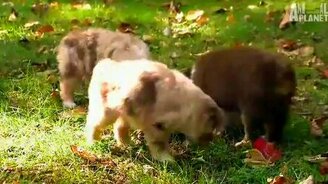 Щенки и утята - смотреть видео (1:59)