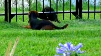 Пёс и выдра - смотреть видео (1:16)