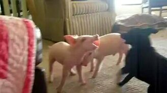 Собачонка против двух поросят - смотреть видео (0:57)