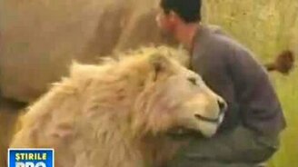Дружба с дикими львами - смотреть видео (3:06)