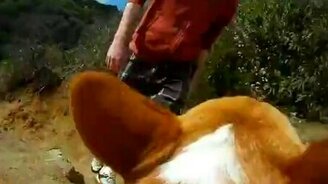 Мир глазами собаки - смотреть видео (2:52)