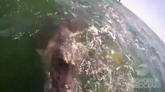 Любознательные киты - смотреть видео (2:28)