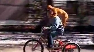 Прокатил пёсика на себе - смотреть видео (0:25)