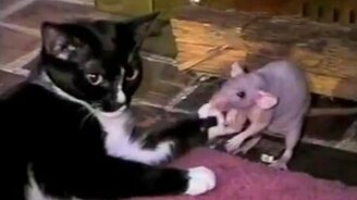 Кошка против крысы - смотреть видео (0:35)