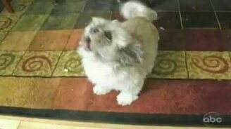 Пёс кричит - смотреть видео (1:03)