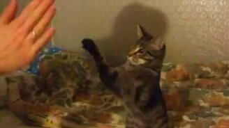 Игра с котом в ладушки - смотреть видео (0:35)