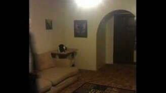 Кот потушил люстру - смотреть видео (0:09)