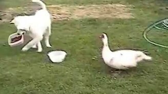 Назойливая утка пристаёт к собаке - смотреть видео (0:47)