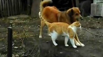 Два верных друга - смотреть видео (1:42)