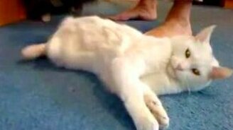 Пропылесосил котяру - смотреть видео (1:40)