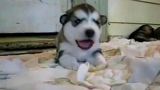 Симпатишный щенок хаски - смотреть видео (0:23)