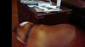 Пёс - вечный двигатель - смотреть видео (0:38)