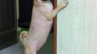 Мопсик застеснялся... - смотреть видео (0:40)