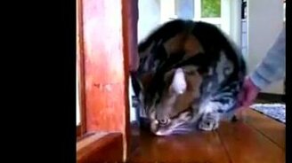 Толстый поломойщик - смотреть видео (1:00)