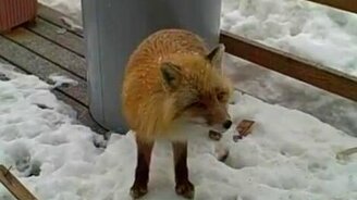 Вот так гости у порога! - смотреть видео (0:49)