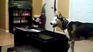 Собака боится Джулию Робертс - смотреть видео (0:36)