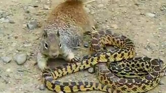 Белка против змеи - смотреть видео (2:18)