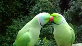 Попугаи курлыкают - смотреть видео (0:45)