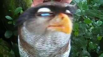 Блаженная совушка - смотреть видео (1:45)