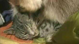 Енот и котяра - смотреть видео (2:23)