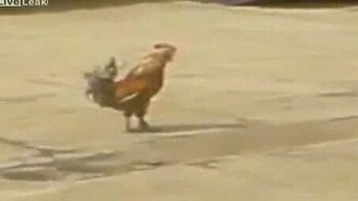 Грозный петух - смотреть видео (0:39)