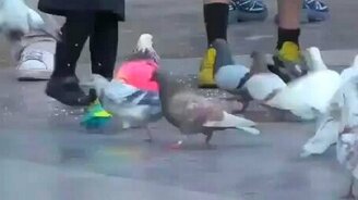 Голубь-стиляга - смотреть видео (0:20)