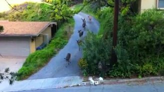 Олени против кота - смотреть видео (2:17)