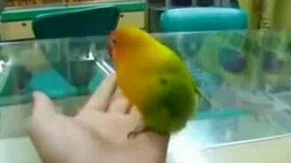 Попугай ловит кайф - смотреть видео (2:15)