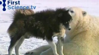 Хаски и белый медведь - смотреть видео (1:54)