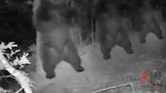 Медвежий дабстеп - смотреть видео (0:50)